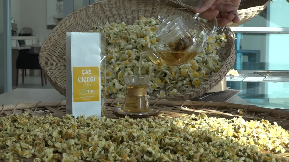 Çayın yeni ürünü ‘Çay çiçeği çayı