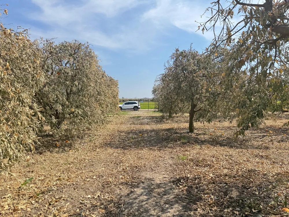 Yüreğir Ziraat Odası Başkanı Doğan: “Greyfurt Üreticileri de Destek Kapsamına Alınmalı”