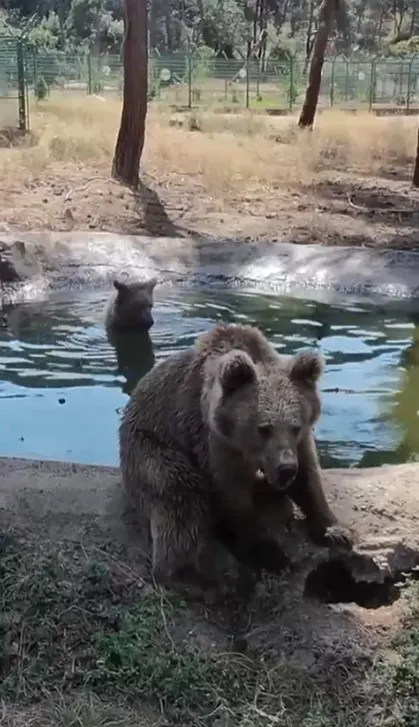 Ayıların Kış Uykusu Öncesi Son Keyif Banyosu