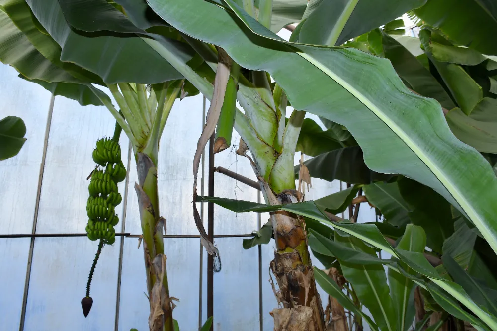 Mersin’de İlginç Hırsızlık: Muz ve Avokado Bahçelerine Girdiler