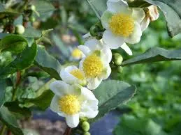 Çay Çiçeğinin Faydaları ve Dikkat Edilmesi Gereken Zararları