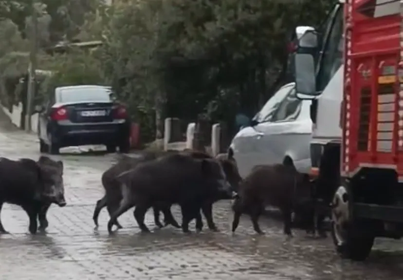 Ayvalık’ta Aç Kalan Domuzlar Şehir Merkezine İndi