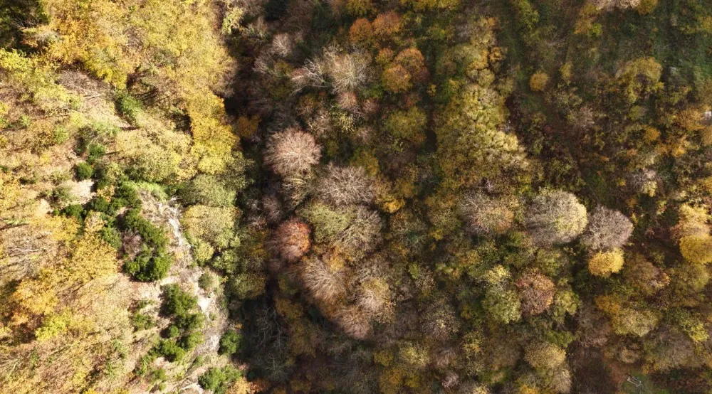 İstanbul’a Yakın Sonbahar Rotası: Başiskele’de Renk Cümbüşü