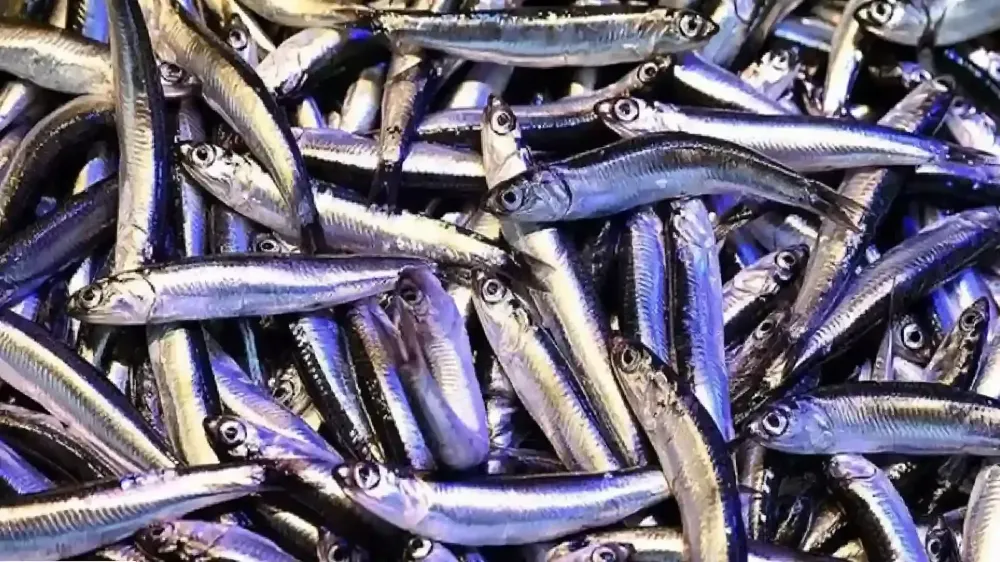 Trabzon’dan Erzincan’a Gelen Taze Balıklar Tezgahları Şenlendiriyor