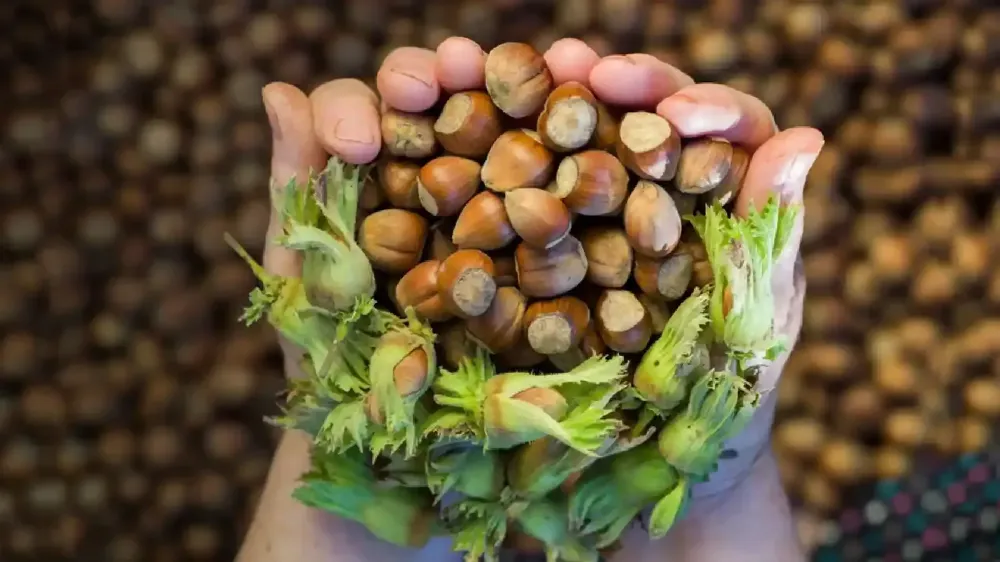 Trabzon Fındık Piyasasında Güncel Fiyatlar Açıklandı