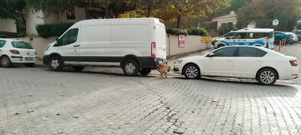 Sokak köpekleri ilçenin kabusu oldu: Otomobile 108 bin TL