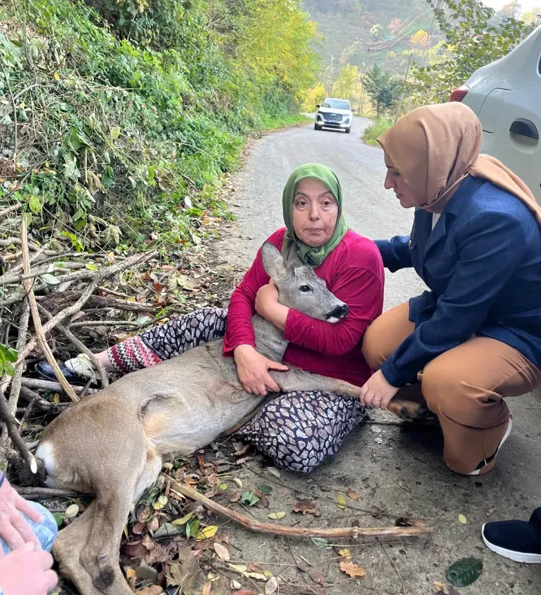 Trabzon’da Yaralı Ceylan Seferberliği