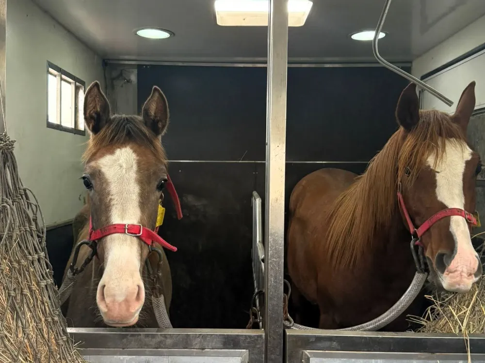 Kırklareli’nde canlı hayvan ve hayvansal ürünlerin nakillerine denetim