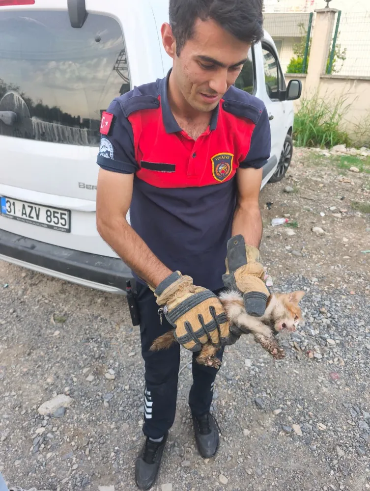 Arsuz’da aracın kaputuna giren kediyi itfaiye kurtardı