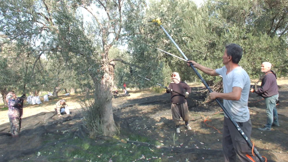 Balıkesir’de makineli hasat zeytinde verimi artırıyor