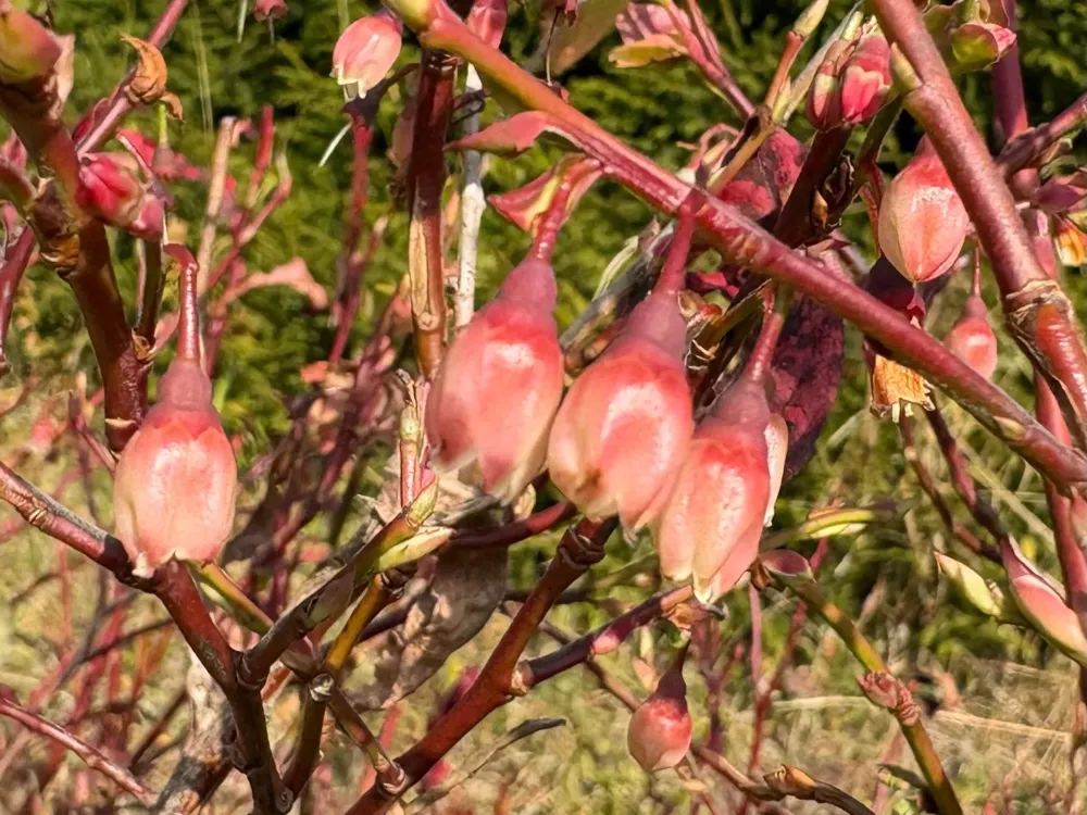 İKLİM DEĞİŞİKLİĞİ LİKAPAYI DA ŞAŞIRTTI