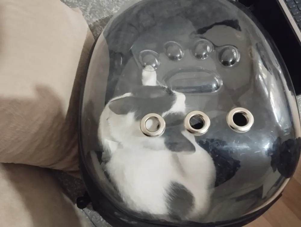 Kayseri’de Havalandırma Boşluğuna Düşen Kedi Kurtarıldı