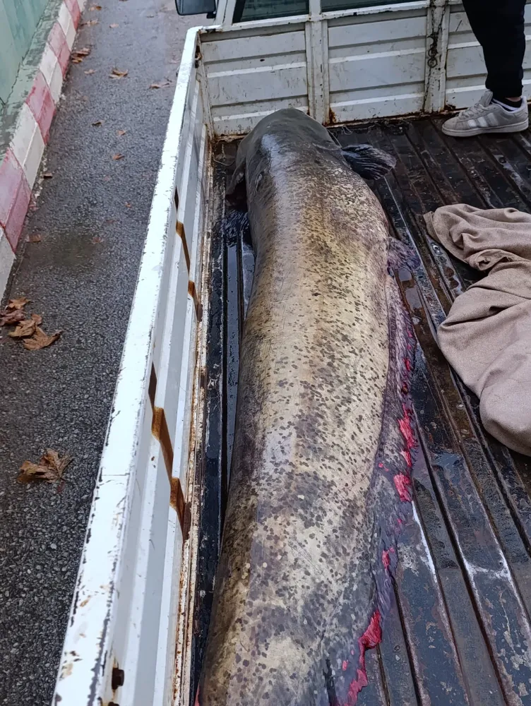 İznik’te 65 Kiloluk Dev Yayın Balığı Yakalandı