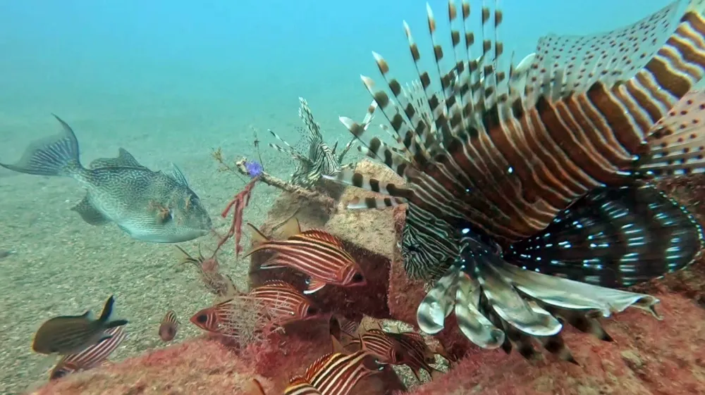 Akdeniz’de Balıklar Arasında Rekabet: Kızıldeniz Türleri Yerli Türleri Baskılıyor