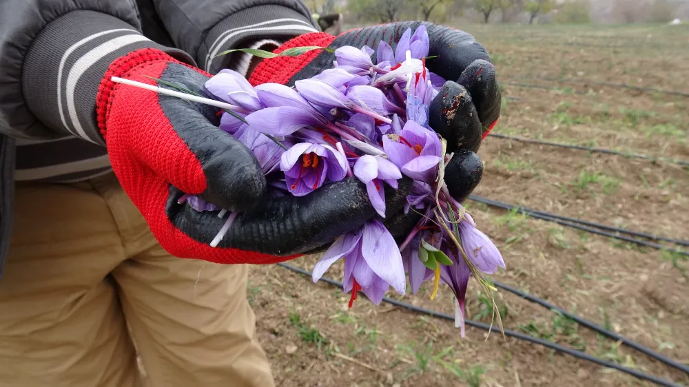 Malatya’da Gramı 600 TL’ye Safran Yetiştiriciliği İlgi Görüyor