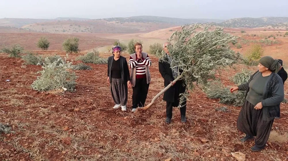 Adıyaman’da 10 bin meyve ağacı yok edildi