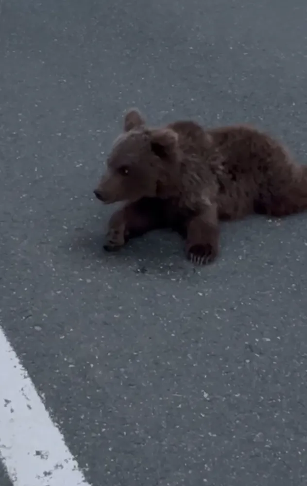 Karabük’te Yaralı Yavru Ayı DKMP’ye Teslim Edildi