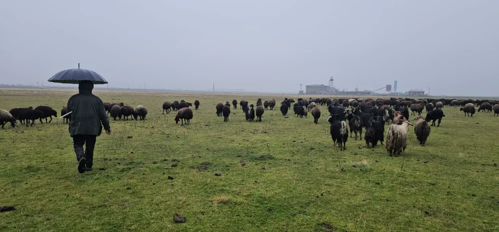 Hasköy’de mevsim normallerinin üzerinde sıcaklık besicileri sevindirdi