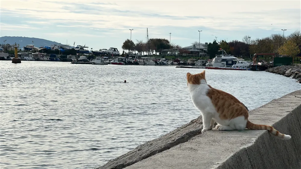 Kartal’da kışa meydan okudular: İki arkadaş soğuk denizde yüzdü