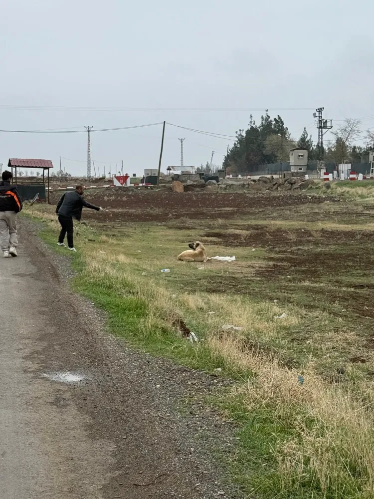 Diyarbakır Çınar’da Sokak Hayvanlarına Kuduz Aşısı Uygulandı