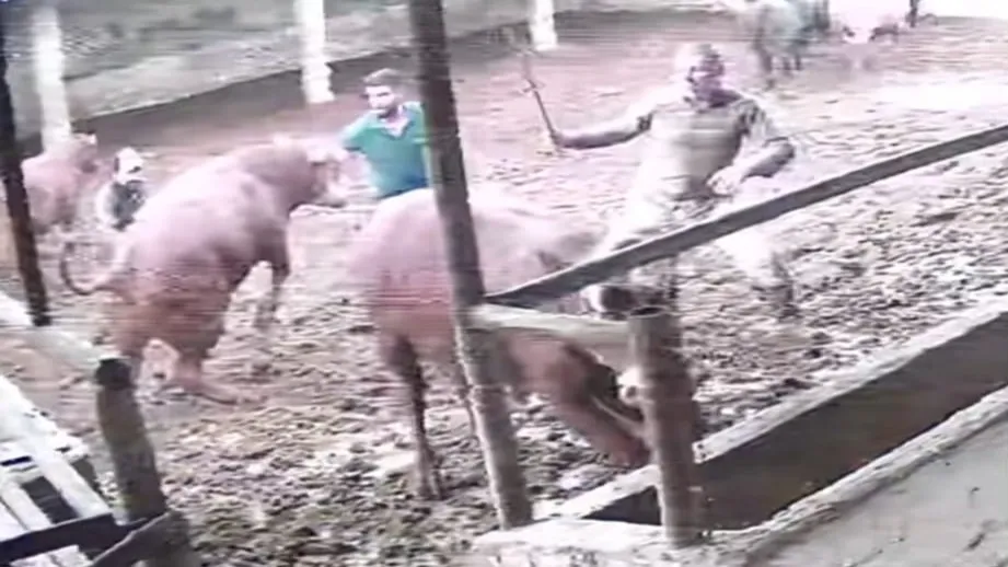 Amasya’da Boğa Dehşeti: Besiciye Şiddetli Darbe