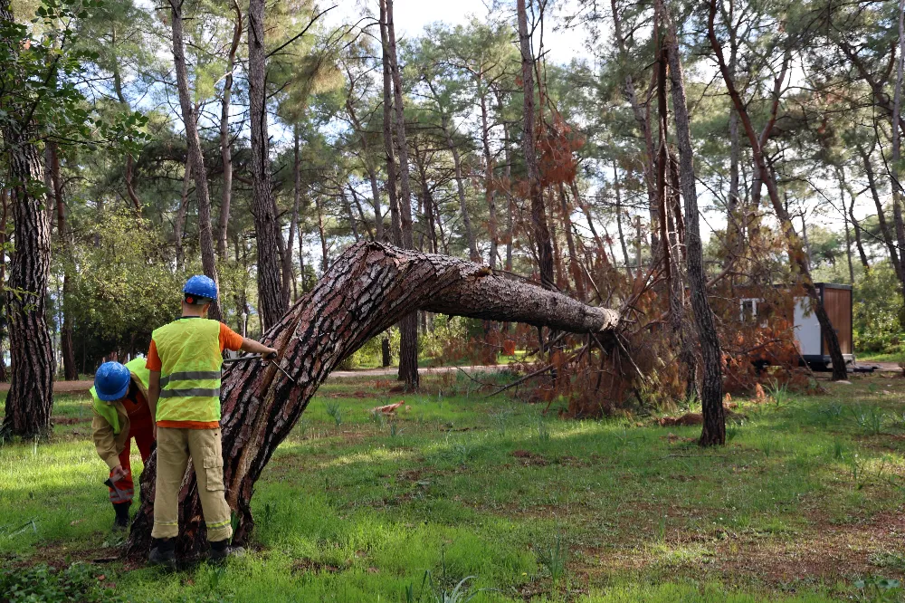 Akyaka’daki Orman Kampında Tehlike Arz Eden Ağaçlar Tespit Ediliyor