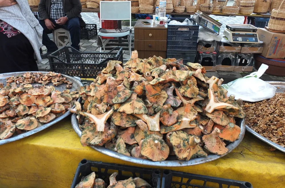 Balıkesir’de Yağmur Sonrası Madra Dağı’nda Mantar Bereketi