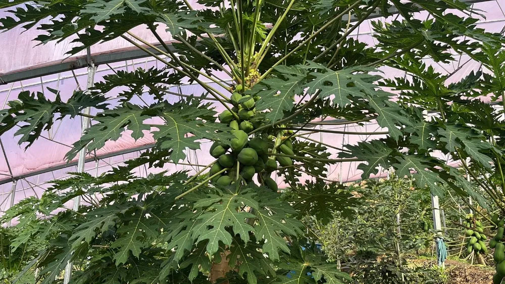 Alanya Tropikal Meyvede İç Piyasayı Karşılıyor, İhracata Hazırlanıyor