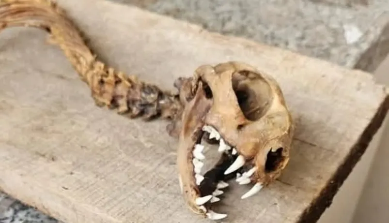 Yusufeli’nde Gizemli İskelet Bulundu: İnceleme Uzmanlara Sevk Edildi