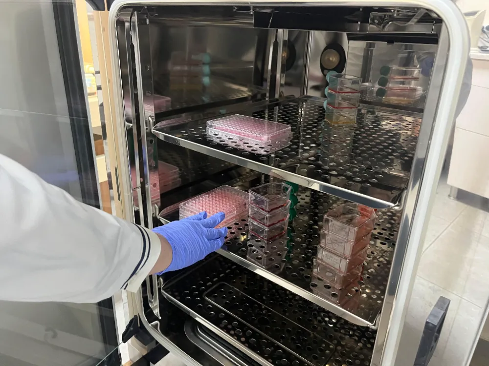 Parkinson’da Bağırsak-Beyin İletişimi Çip Üstü Organ Teknolojisiyle Araştırılıyor