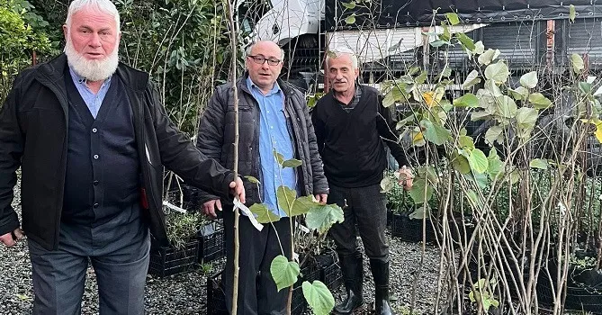 Kalkandere Ziraat Odası’nda Meyve Fidanlarına Yoğun İlgi