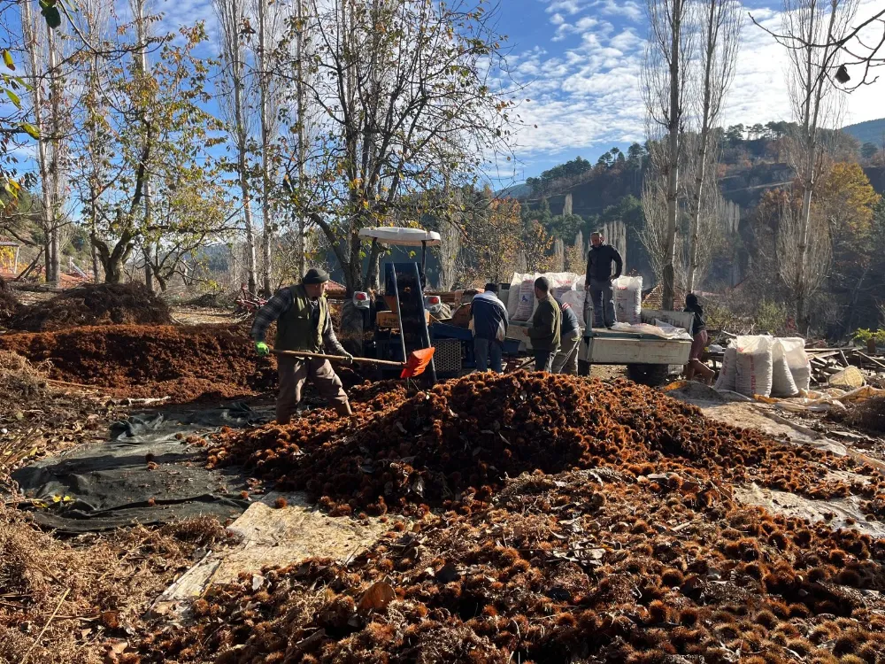 “Buldan Alandız Kestanesi Sofralara Ulaşıyor”