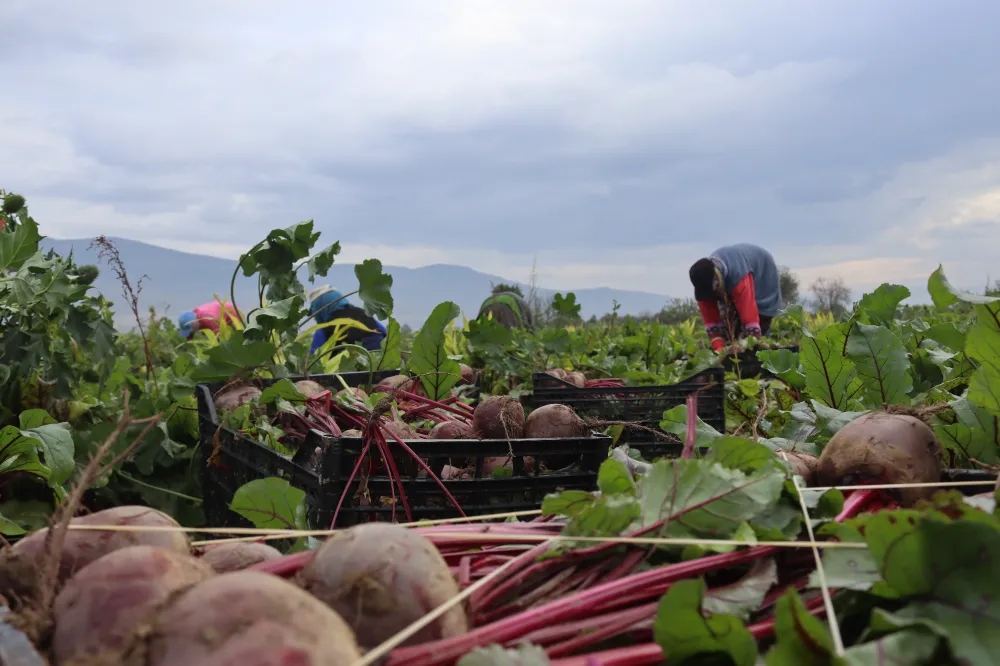 Menemen Ovası’nda ‘Kırmızı Elmas’ Bereketi