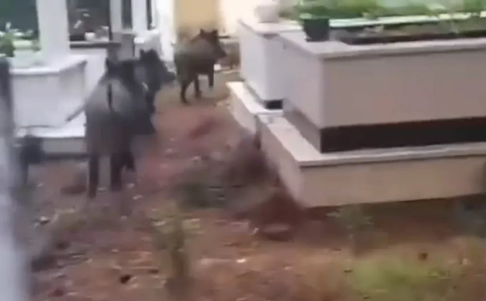 Marmaris’te Yaban Domuzu Sorunu Büyüyor: Mezarlıklar Tehdit Altında