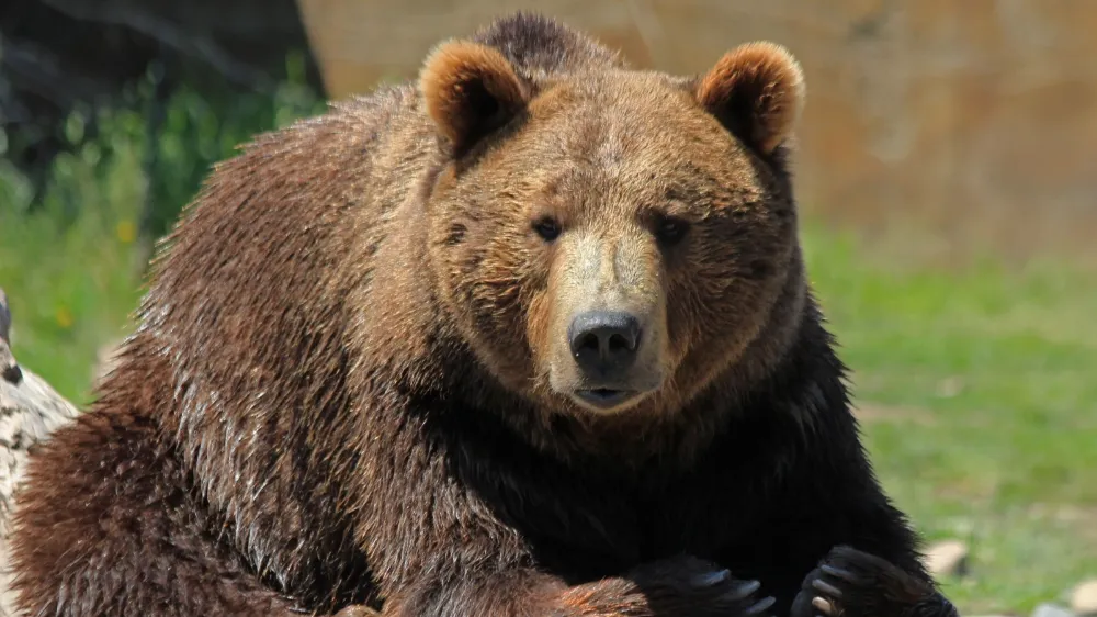 İkizdere Çevre Derneği’nden Ayı Vurma İznine Sert Tepki: “Doğayı Korumak Bu Değil”