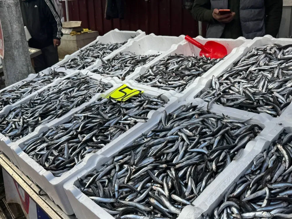 Zonguldak’ta Hamsi Fiyatları 150 Liraya Çıktı