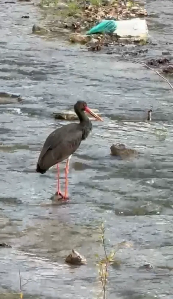 Karabük’te Nadir Kara Leylek Görüntülendi