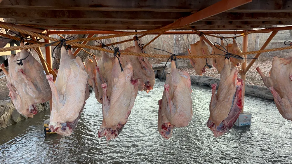 Kars’ta Kaz Kurutma Zamanı: Geleneksel Yöntemle Kış Sofralarına Hazırlık