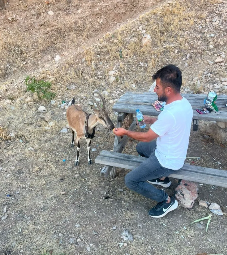 Yozgat’ta dağ keçisi insanlara alıştı: Doğada elinden yiyecek aldı