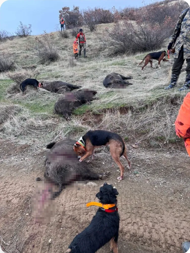 Elazığ’da Avcılar Sürü Halinde Yaban Domuzu Avladı