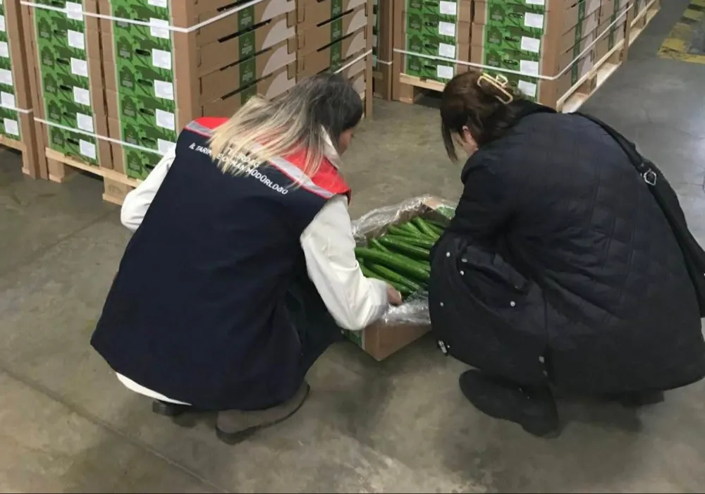 Çorlu’dan Hollanda’ya 19 Ton Salatalık İhracatı