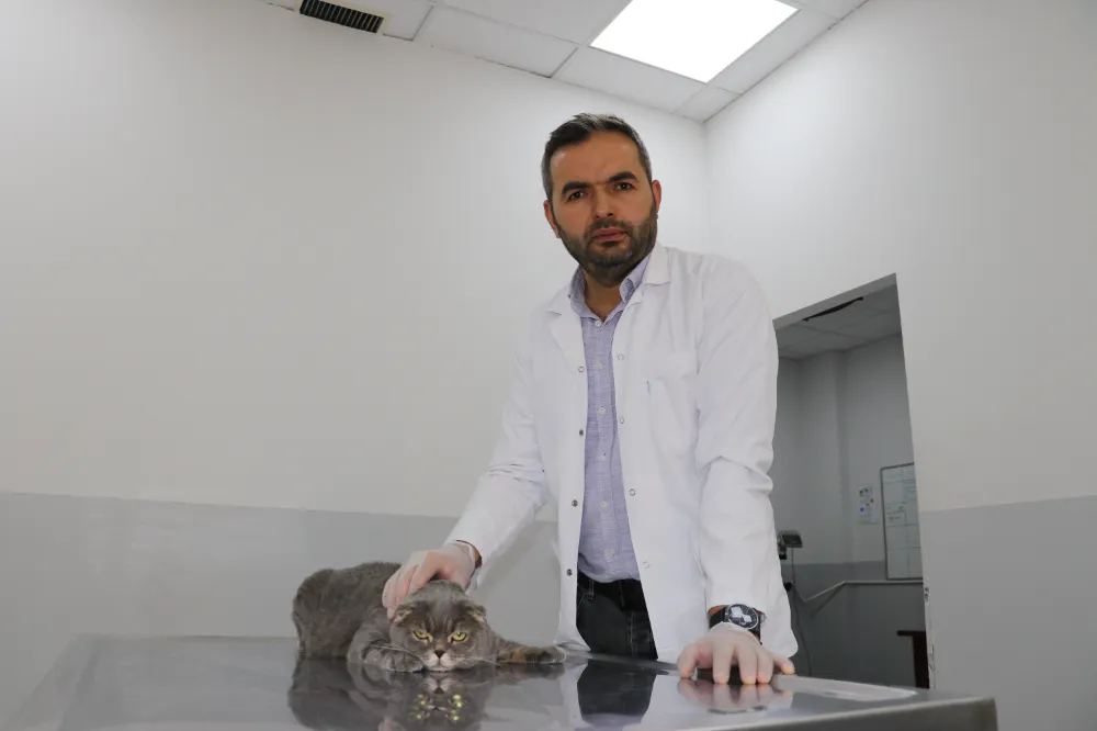 Kedi ve Köpekler Arasındaki Rekabet Azalıyor: Mama Düzeni Dostluğu Getirdi