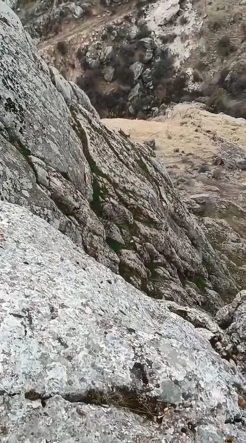 Harput’ta dağ keçileri sürü halinde ortaya çıktı