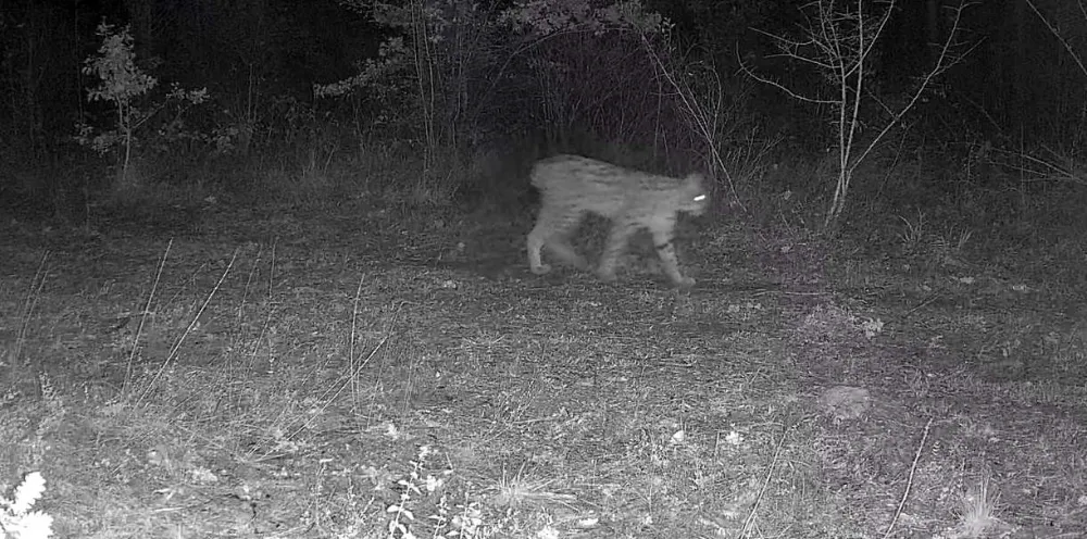 Karabük’te Nesli Tehlikedeki Vaşak ve Yavrusu Fotokapana Yansıdı