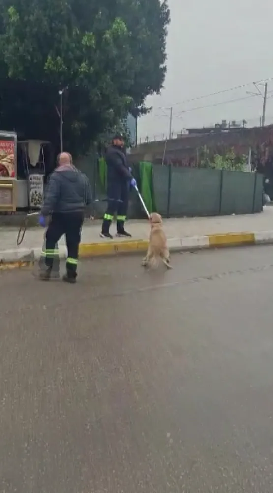 Başisboş Köpekler Adana’da Barınaklara Taşınıyor