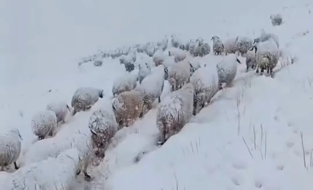 Hakkari’de Çobanın Kar Altındaki Mücadelesi: Koyun Sürüsünü Köye Ulaştırdı