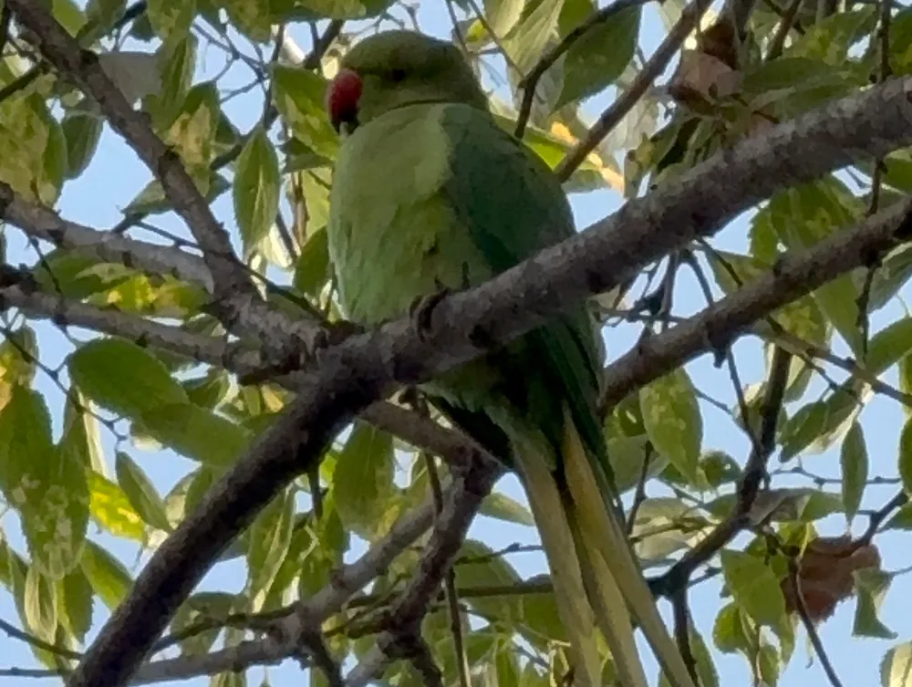 Pakistan Papağanları Samsun Adliyesi’nin Bahçesini Yuvaları Yaptı