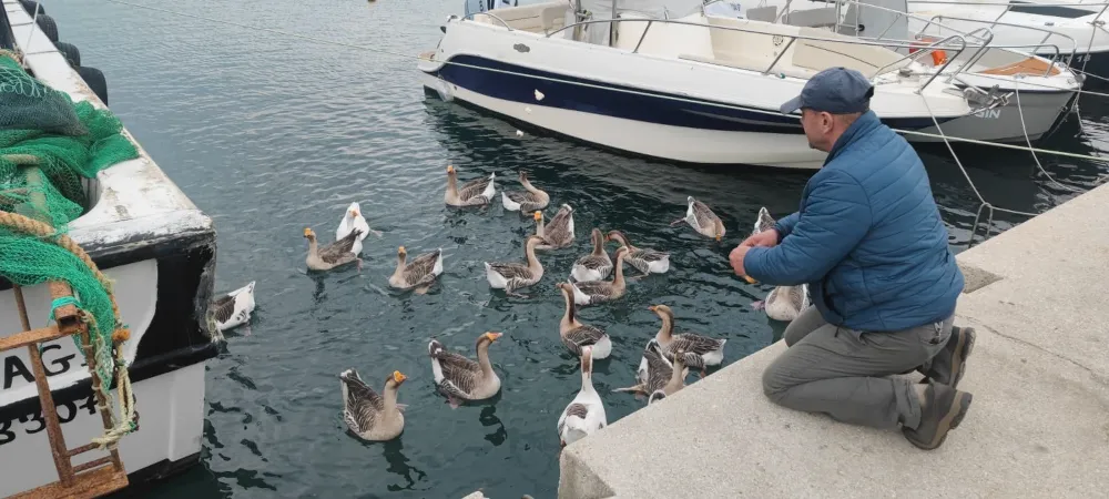 Şarköy’ün Sevimli Maskotu: “Vakvaklar”