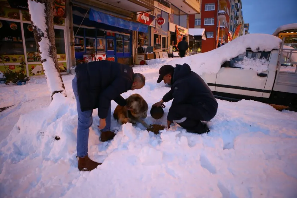 Ardeşen Belediyesinden Sokak Hayvanlarına Destek Biz Unutmadık, Siz de Unutmayın