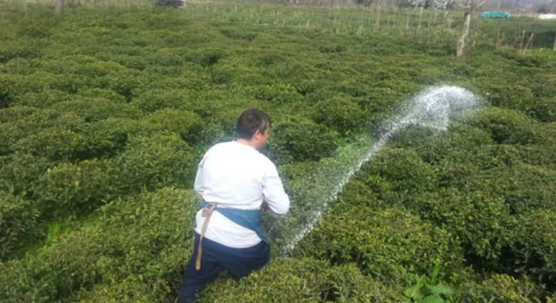 2025 Yılı Çay Gübresi Fiyatları Açıklandı!